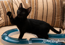 Bengal melanistic